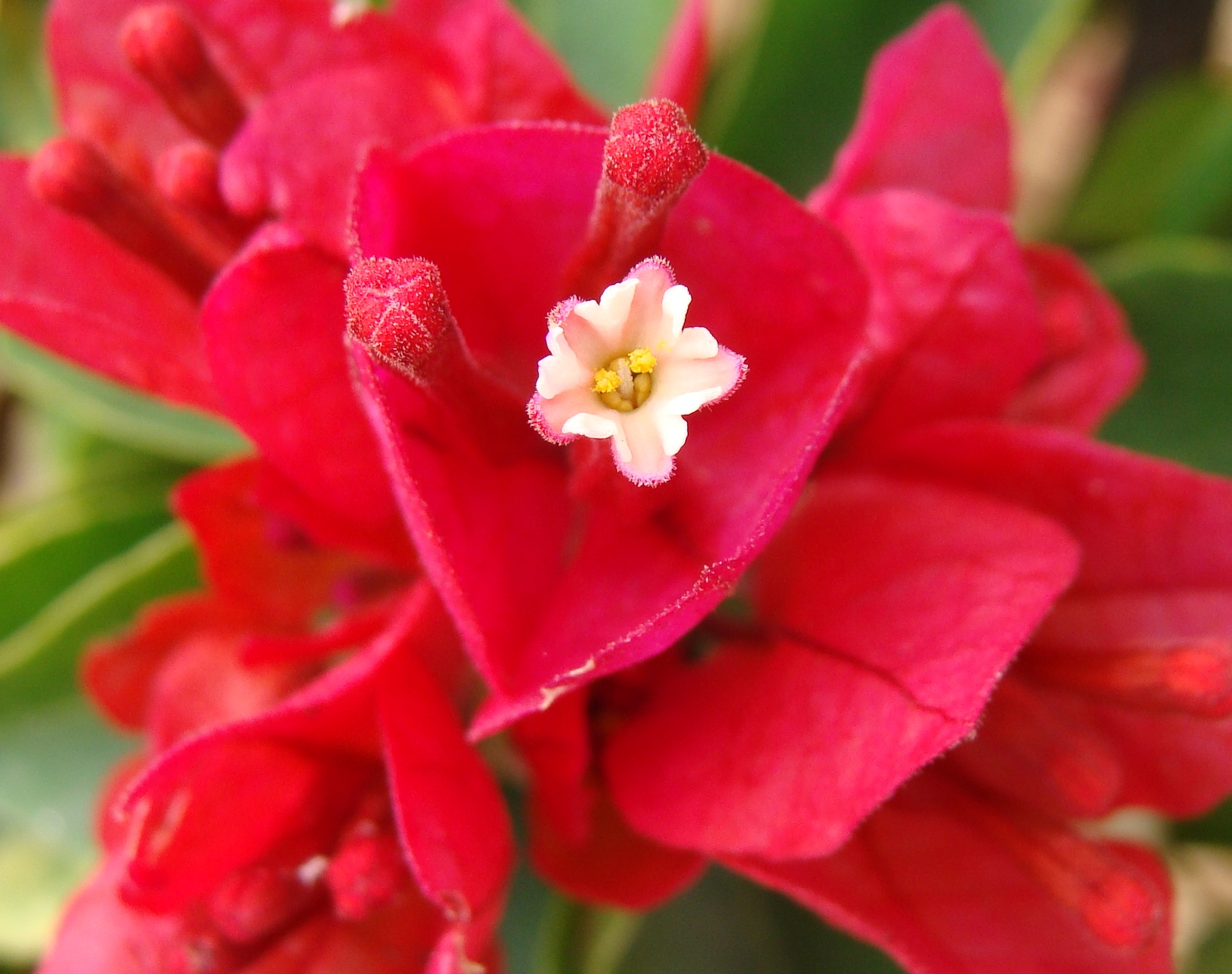 Bougainvillea