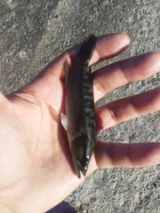 Crenicichla lepidota