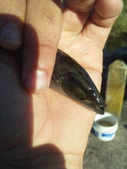 Crenicichla lepidota