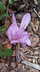 Colchicum feinbruniae