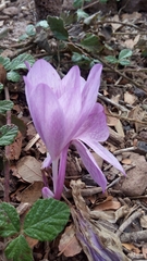 Colchicum feinbruniae