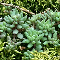 Sedum pusillum