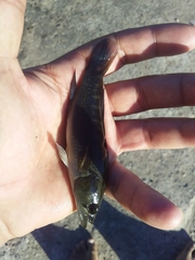 Crenicichla lepidota