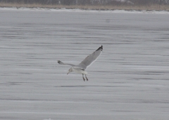 Larus argentatus image
