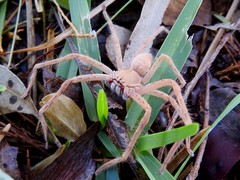 Neosparassus rutilus