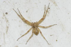 Philodromus praedatus