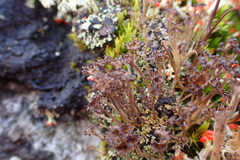 Cladonia multiformis