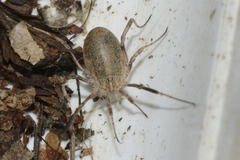 Odiellus troguloides
