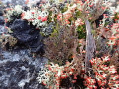 Cladonia multiformis