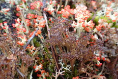 Cladonia multiformis