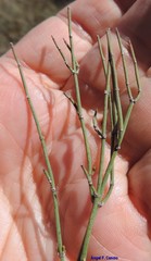 Ephedra distachya