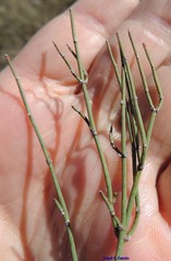 Ephedra distachya