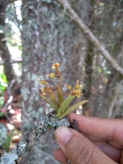 Trizeuxis falcata