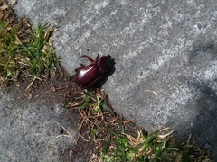 Heterogomphus bourcieri