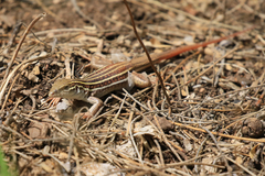 Aspidoscelis stictogrammus