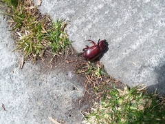 Heterogomphus bourcieri