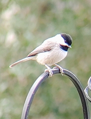 Poecile carolinensis