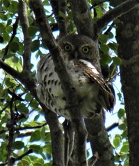 Glaucidium capense
