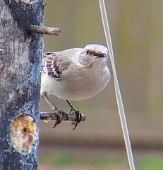 Mimus polyglottos