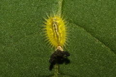 Plagiometriona herbea