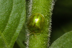 Plagiometriona herbea