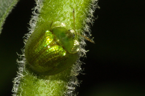 Plagiometriona herbea