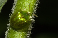 Plagiometriona herbea