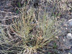 Ephedra distachya