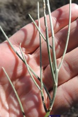 Ephedra distachya
