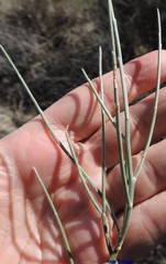 Ephedra distachya