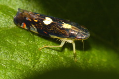 Diedrocephala