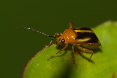Horciasinus signoreti
