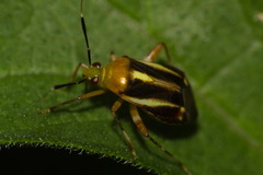Horciasinus signoreti