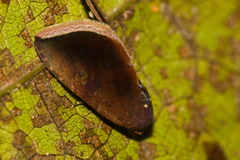 Micrathetis canifimbria