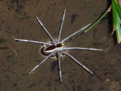 Nilus albocinctus