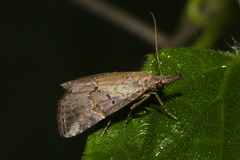Hypena minualis