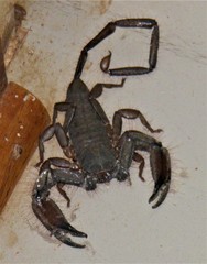 Hadogenes troglodytes