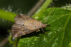 Hypena minualis