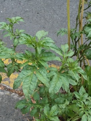 Solanum radicans