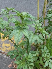 Solanum radicans