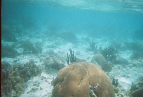 Siderastrea siderea