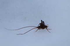 Pleioplectron thomsoni