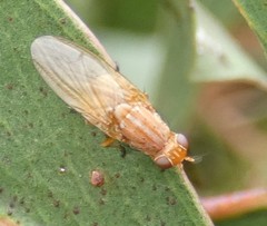 Euscyrtinae