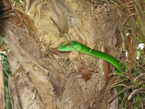 Leptophis praestans