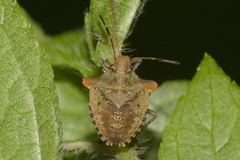 Euschistus cornutus