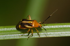 Horciasinus signoreti