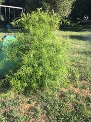 Podocarpus salignus