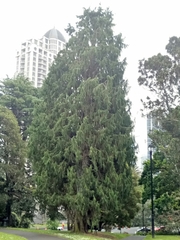 Cupressus torulosa