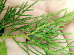 Cupressus torulosa