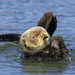 Southern Sea Otter - Photo (c) uzun, some rights reserved (CC BY-NC), uploaded by uzun